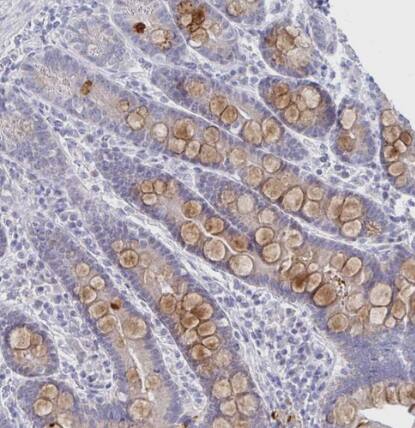 Immunohistochemistry-Paraffin: IL-27/IL-35 EBI3 Subunit Antibody [NBP2-48852] -Staining of human duodenum shows moderate cytoplasmic positivity in goblet cells.