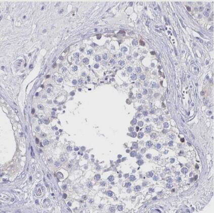 Immunohistochemistry-Paraffin: IL-27/IL-35 EBI3 Subunit Antibody [NBP2-48852] - Staining of human testis shows no positivity in cells in seminiferous ducts as expected.