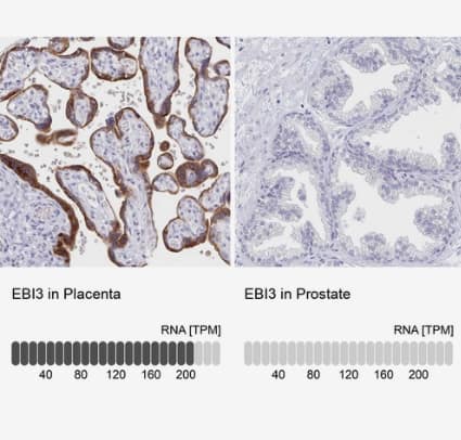 <b>Orthogonal Strategies Validation. </b>Immunohistochemistry-Paraffin: IL-27/IL-35 EBI3 Subunit Antibody [NBP2-48852] - Analysis in human placenta and prostate tissues using antibody. Corresponding EBI3 RNA-seq data are presented for the same tissues.