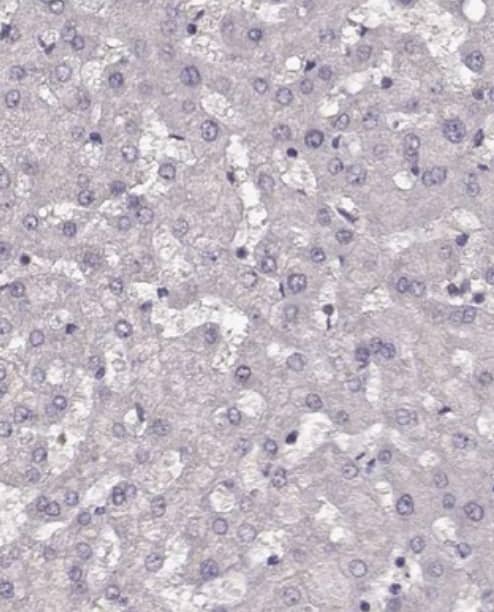 Immunohistochemistry-Paraffin R9AP Antibody - BSA Free