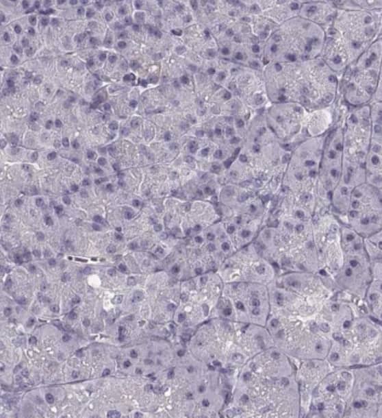Immunohistochemistry-Paraffin R9AP Antibody - BSA Free