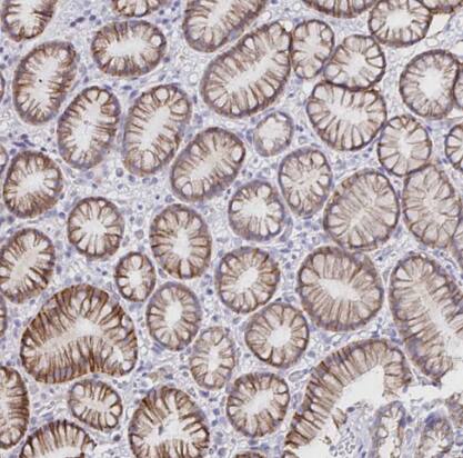 Immunohistochemistry-Paraffin: VSIG2 Antibody [NBP2-48955] -Staining of human stomach shows strong cytoplasmic positivity in glandular cells.