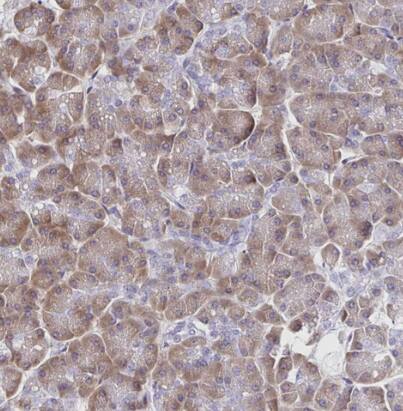 Immunohistochemistry-Paraffin: VSIG2 Antibody [NBP2-48955] - Staining of human pancreas shows moderate cytoplasmic positivity in exocrine glandular cells.