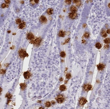 Immunohistochemistry-Paraffin: CLCA1 Antibody [NBP2-49060] -Staining of human duodenum shows strong cytoplasmic positivity in goblet cells.