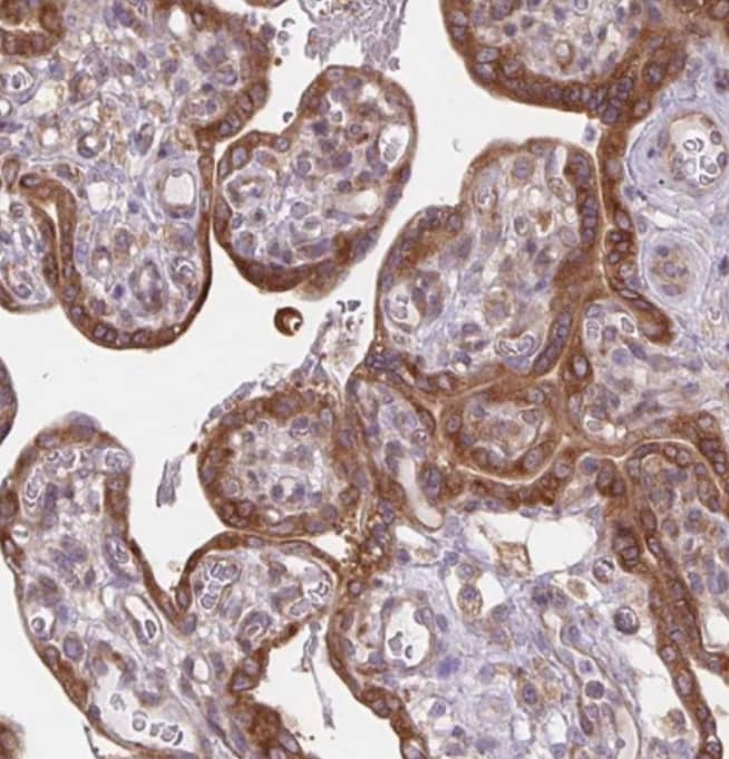  Staining of human placenta shows strong cytoplasmic positivity in trophoblastic cells.