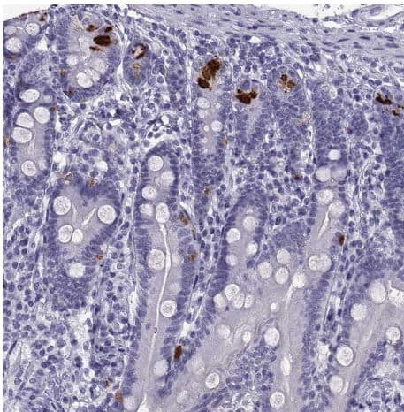 Immunohistochemistry-Paraffin: PCSK1N Antibody [NBP2-49423] -Staining of human duodenum shows strong cytoplasmic positivity in enteroendocrine cells.