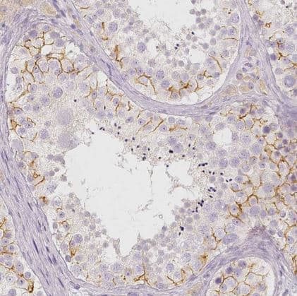 Immunohistochemistry-Paraffin: BATF Antibody [NBP2-49431] -Staining of human testis shows moderate membranous positivity in cells in seminiferous ducts.