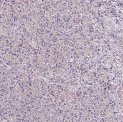 Immunohistochemistry-Paraffin: BATF Antibody [NBP2-49431] -Staining of human pancreas shows no positivity in exocrine glandular cells as expected.