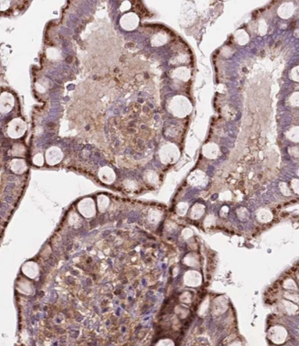 Staining of human small intestine shows strong granular cytoplasmic positivity in glandular cells.
