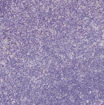 Immunohistochemistry-Paraffin: Galactose-3-O-sulfotransferase 2/GAL3ST2 Antibody [NBP2-49670] - Staining of human tonsil shows negative cytoplasmic positivity in non-germinal center cells as expected.