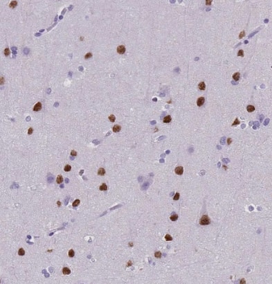Staining of human cerebral cortex shows moderate to strong nuclear positivity in neurons.