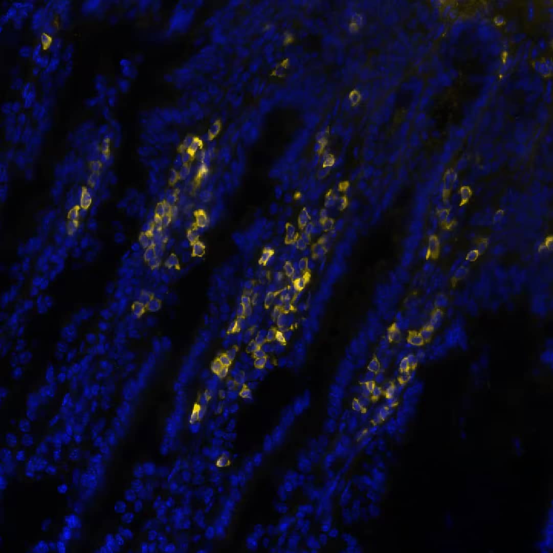 CD3e was detected in frozen sections of mouse Intestine using Mouse Anti-Human/Mouse CD3e, Monoclonal Antibody (Catalog # NBP2-53387) at 2ug/mL at 37° Celsius for 4 minutes. Before incubation with the primary antibody, tissue underwent an all-in-one dewaxing and antigen retrieval preprocessing using PreTreatment Module (PT Module) and Dewax and HIER Buffer H (pH 9; Epredia Catalog # TA-999-DHBH). Tissue was stained using the Alexa Fluor™ 647 Goat anti-Mouse IgG Secondary Antibody at 1:200 at 37 ° Celsius for 2 minutes. (Yellow; Lunaphore Catalog # DR647MS) and counterstained with DAPI (blue; Lunaphore Catalog # DR100). Specific staining was localized to the membrane. Protocol available in COMET™ Panel Builder.