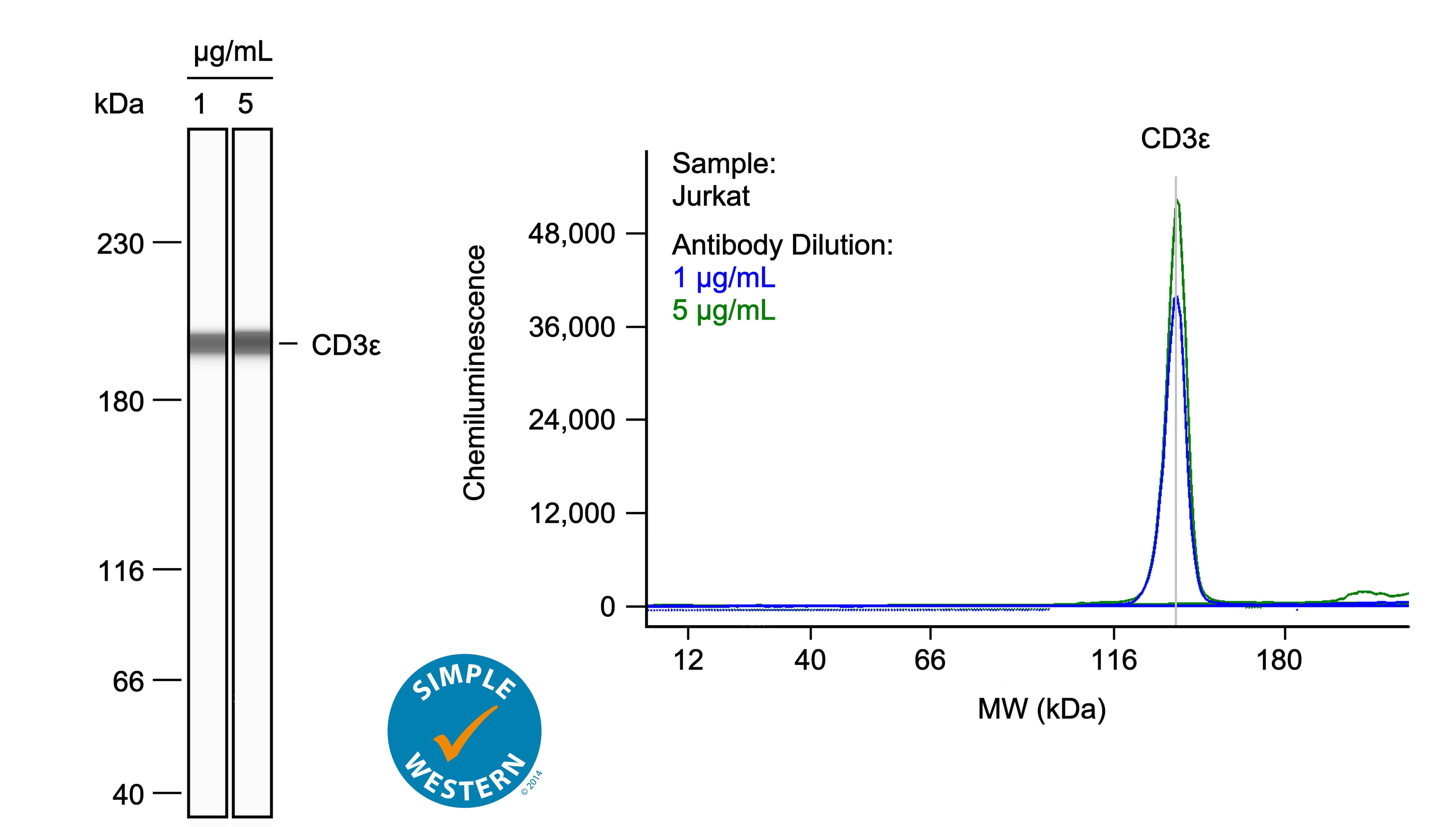 Left: Simple Western lane view shows lysates of Jurkat human acute T cell leukemia cell line, loaded at 1 mg/ml. A specific band was detected for CD3 epsilon  at approximately 31 kDa (as indicated) using both 1 µg/ml and 5 µg/ml of Mouse Anti-Human CD3 epsilon  Monoclonal Antibody (Catalog # NBP2-53387) followed by HRP-conjugated Goat Anti-Mouse Secondary Antibody (Catalog # 042-205). This experiment was conducted under reducing conditions and using the 2-40kDa separation system. Right: Simple Western electropherogram showing the same Mouse Anti-Human CD3 epsilon  Monoclonal Antibody (Catalog # NBP2-53387) tested at 1 µg/ml (blue line) and 5 µg/ml (green line) in the Jurkat human acute T cell leukemia cell line.