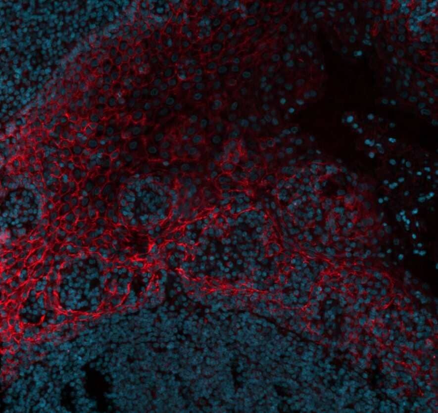 Immunohistochemistry-Paraffin: Mouse Monoclonal E-Cadherin Antibody (CDH1/1525) - Azide and BSA Free [NBP2-54551] - Immunofluorescent staining of human tonsil FFPE tissue. Antibody diluted 1:50 (Catalog # NBP2-54551AF750) in 3% BSA and incubated over night at 4°C. Heat mediated antigen retrieval at pH 6. Image from a verified customer review.