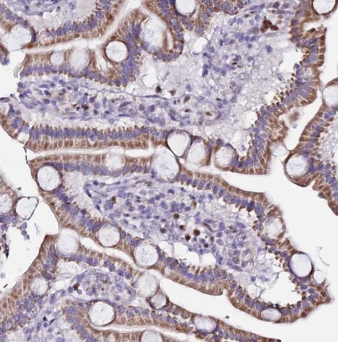 Immunohistochemistry-Paraffin SERP1 Antibody - BSA Free