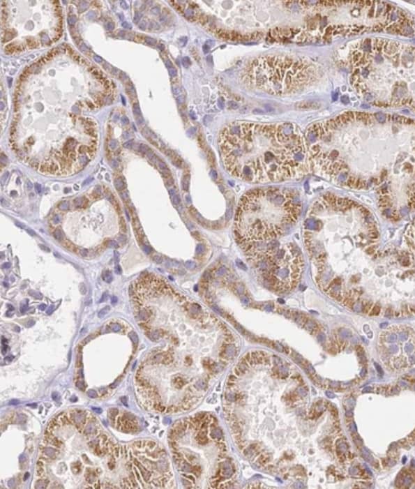 Immunohistochemistry-Paraffin SERP1 Antibody - BSA Free