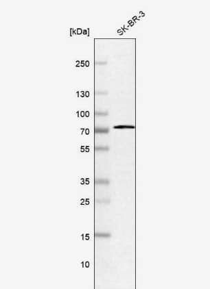 Western Blot Aminopeptidase B/RNPEP Antibody