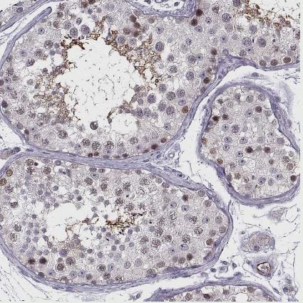 Immunohistochemistry-Paraffin: BACH1 Antibody [NBP2-55113] - Staining of human testis shows moderate nuclear and cytoplasmic positivity in cells in seminiferous ducts.