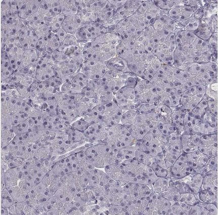 Immunohistochemistry-Paraffin: BACH1 Antibody [NBP2-55113] -Staining of human pancreas shows no positivity in exocrine glandular cells.