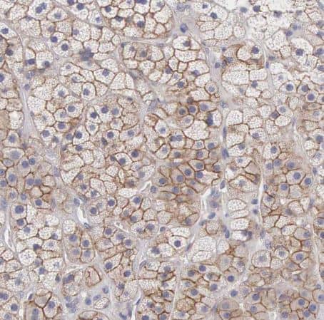 <b>Orthogonal Strategies Validation. </b>Immunohistochemistry-Paraffin: SLITRK4 Antibody [NBP2-55121] - Staining of human adrenal gland shows moderate membranous positivity in glandular cells.