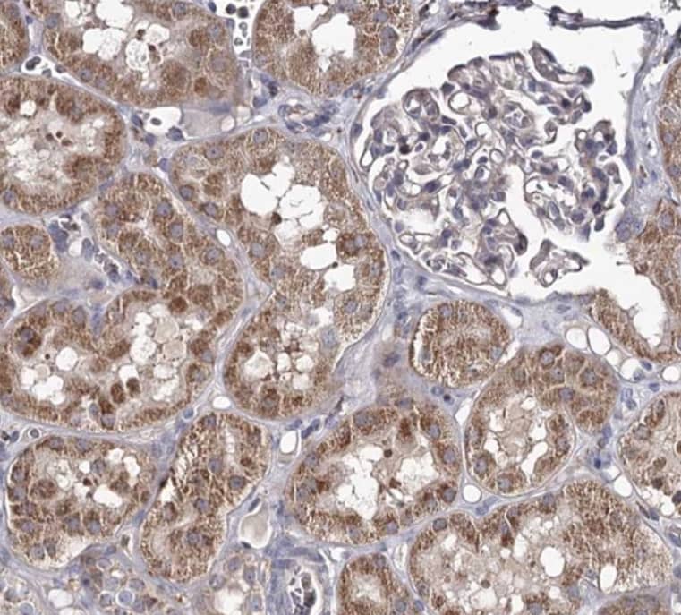 Immunohistochemistry-Paraffin RASSF6 Antibody - BSA Free