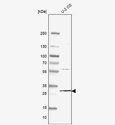 Western Blot: MED6 Antibody [NBP2-55253] -Analysis in human cell line U-2 OS.