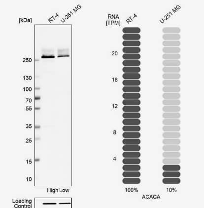 <b>Orthogonal Strategies Validation. </b>Western Blot: Acetyl-CoA Carboxylase alpha/ACACA Antibody [NBP2-55439] -  Analysis in human cell line RT-4 and human cell line U-251 MG.