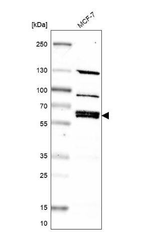 Western Blot: Nephronectin Antibody [NBP2-55621] - Analysis in human cell line MCF-7.