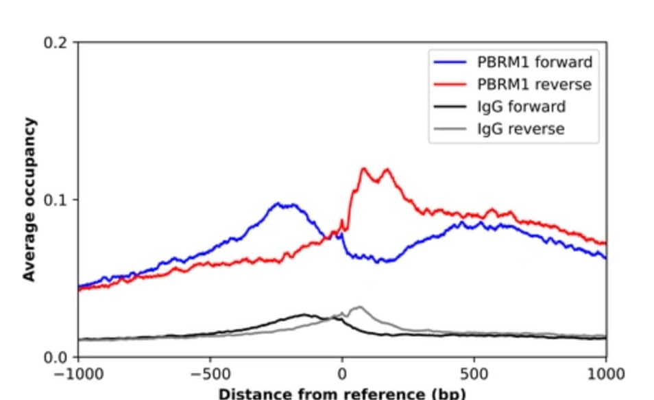 ChIP-Exo-Seq composite graph for Anti-PBRM1 tested in K562 cells. Strand-specific reads (blue: forward, red: reverse) and IgG controls (black: forward, grey: reverse) are plotted against the distance from a composite set of reference binding sites. The antibody exhibits robust target enrichment compared to a non-specific IgG control and precisely reveals its structural organization around the binding site. 