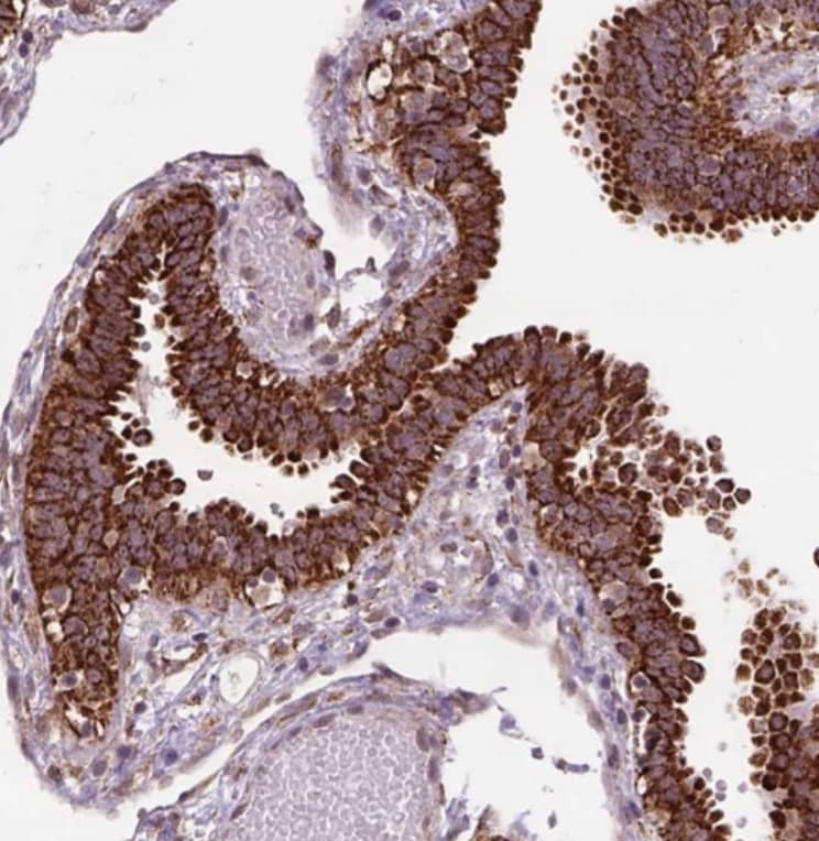  Staining of human fallopian tube shows strong cytoplasmic positivity in glandular cells.