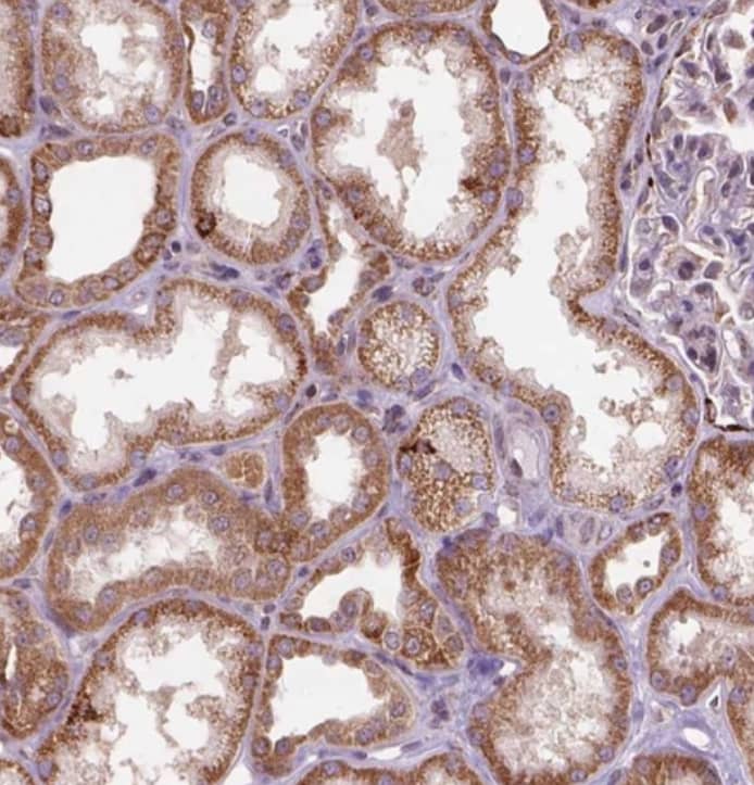 Staining of human kidney shows strong cytoplasmic positivity in cells in tubules.
