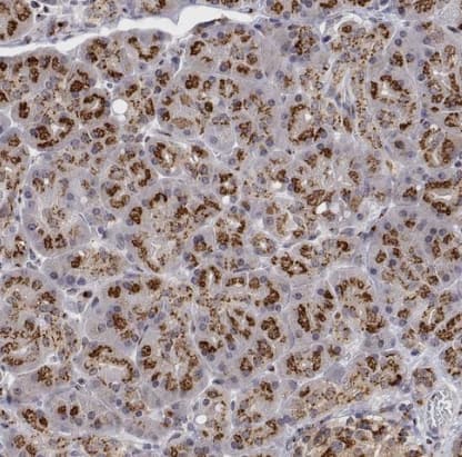 Immunohistochemistry-Paraffin: YIPF3 Antibody [NBP2-56181] - Staining of human pancreas shows strong positivity in cytoplasm granular-membranous in exocrine glandular cells.