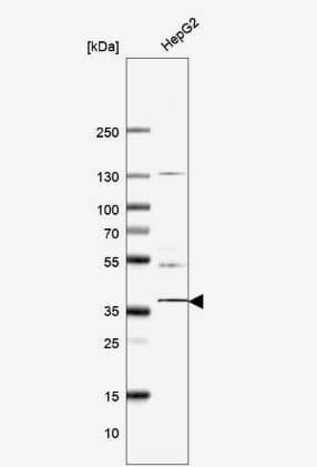 Western Blot: YIPF3 Antibody [NBP2-56181] -Analysis in human cell line HepG2.