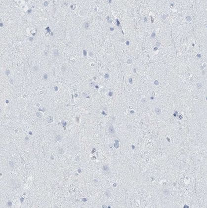 Immunohistochemistry-Paraffin: Lactalbumin Alpha Antibody [NBP2-56836] - Staining of human cerebral cortex shows no positivity in neurons as expected.