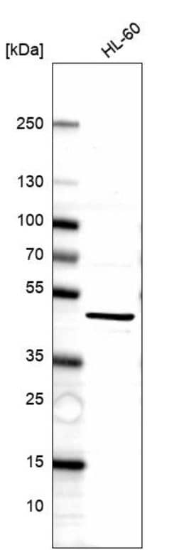 Western Blot: Surf6 Antibody [NBP2-57677] -  Analysis in human cell line HL-60.