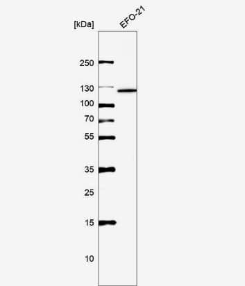 Western Blot: XPF Antibody [NBP2-58407] -Analysis in human cell line EFO-21.