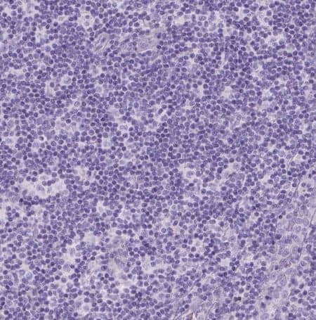 Staining of human lymph node shows no positivity in non-germinal center cells as expected.