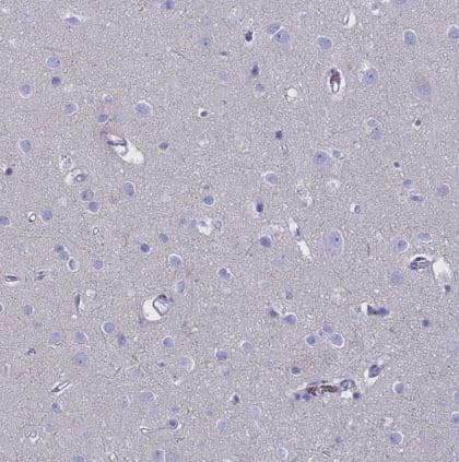 Immunohistochemistry-Paraffin: G gamma14 Antibody [NBP2-58646] -Staining of human cerebral cortex shows no positivity in neurons as expected.