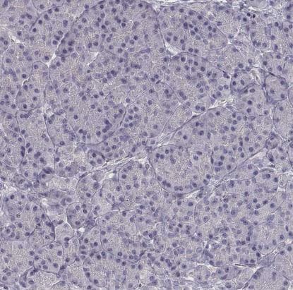 Immunohistochemistry-Paraffin: VMAT1/SLC18A1 Antibody [NBP2-58895] -Staining of human pancreas shows no expression in exocrine glandular cells as expected.