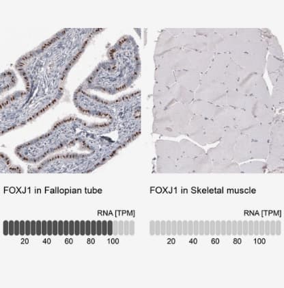 Immunohistochemistry-Paraffin: FoxJ1/HFH4 Antibody [NBP2-59033] -Analysis in human fallopian tube and skeletal muscle tissues using NBP2-59033 antibody. Corresponding FOXJ1 RNA-seq data are presented for the same tissues.