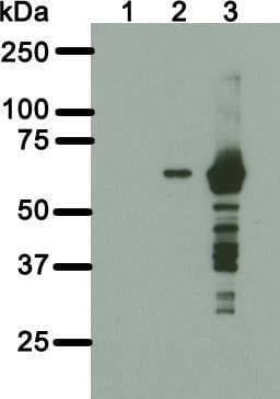 Western Blot: BirA Antibody (6C4c7) [NBP2-59938] - Total cell lysate of parental human fibroblasts (HF) (lane 1) or HF stably expressing GFP-NLS-BirA without (lane 2) or with induced expression (lane 3) were transferred to a nitrocellulose membrane and blotted for BirA with NBP2-59938. The predicted GFP-NLS-BirA molecular weight is 66kDa.