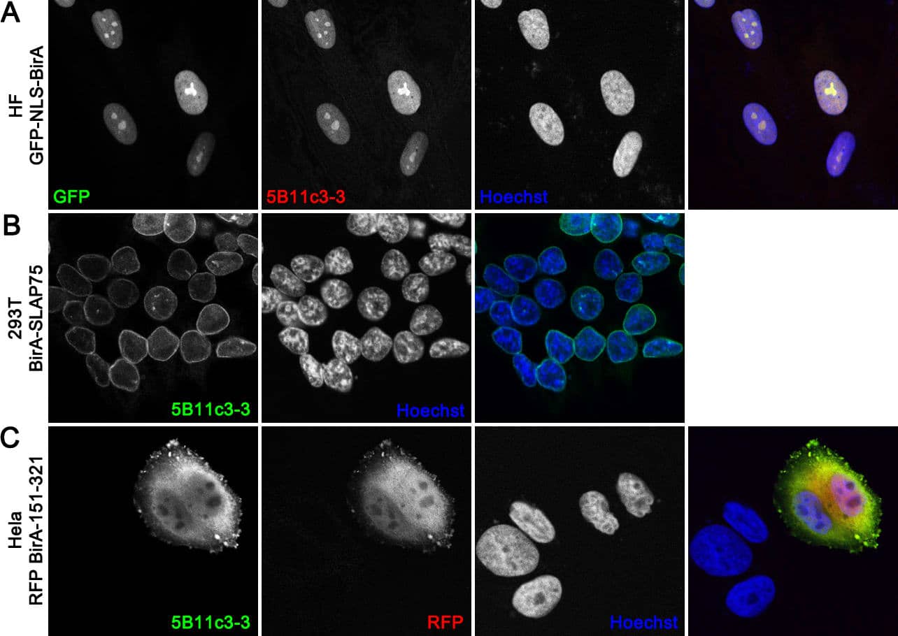 Immunocytochemistry/Immunofluorescence: BirA Antibody (5B11c3-3) [NBP2-59939] - Confocal images of cells expressing BirA-tagged constructs. (A) Human fibroblasts (HF) stably expressing green fluorescence protein (GFP) fused to a nuclear localization signal (NLS) and BirA (GFP-NLS-BirA), (B) HEK293 stably expressing BirA tagged to a nuclear envelope protein SLAP75 (BirA-SLAP75) and (C) Hela cells transfected with red fluorescent protein fused to BirA amino acid residues 151-321 (RFP-BirA 151-321) were fixed in 4% PFA (A, C) or cold methanol (B) and stained for BirA with NBP2-59939. The nuclei were visualized with Hoechst.