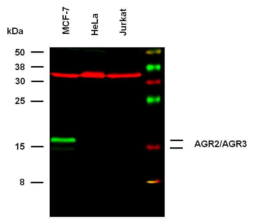 Western Blot: Mouse Monoclonal AG-3/AGR3 Antibody (AGR3.4) [NBP2-62196] - Western blotting analysis was performed on whole cell extracts (HOT lysis buffer) of MCF-7, HeLa, and Jurkat cell lines, mixed and heated (100C, 5 min) with reducing SDS-loading buffer. Samples were resolved using 15% SDS-PAGE gel.Nitrocellulose membrane blot was probed with mouse IgG1 monoclonal antibody AGR3.4 (1 ug/ml), followed by IRDye 800CW Goat-anti-Mouse IgG (green). Multiplex fluorescent Western blot detection was performed.AGR2/AGR3 molecules were detected at ~ 14-18 kDa in MCF-7 cell line.