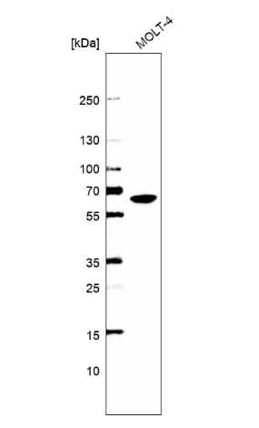 Western Blot: WDR1 Antibody [NBP2-68898] - Analysis in human cell line MOLT-4.