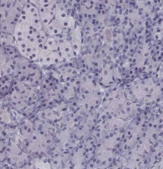 Staining of human pancreas shows no nuclear positivity in exocrine glandular cells as expected.
