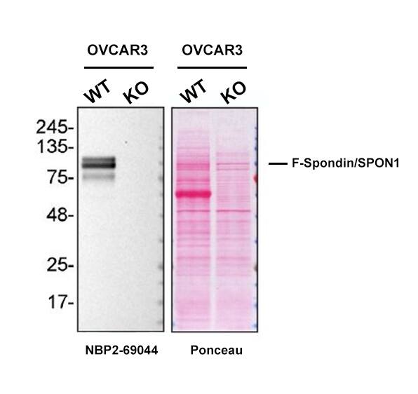 Western blot shows lysates of OVCAR3 and F-Spondin/SPON1 knockout OVCAR3 cell line (KO). Nitrocellulose membrane was probed with F-Spondin/SPON1 Antibody (Catalog # NBP2-69044) O/N at 4C, followed by HRP-conjugated Secondary Antibody and ECL detection. A specific band was detected for F-Spondin/SPON1 (as indicated) in the parental OVCAR3 cell line, but is not detectable in knockout OVCAR3 cell line. Antibody dilution used: 1/500. The Ponceau stained transfers of each blot are shown. Image, protocol and testing courtesy of YCharOS Inc. (ycharos.com).