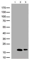 Western Blot: Mouse ID3 mAb (OTI8B3) - Azide and BSA Free [NBP2-70979] - Analysis of overexpressed lysates (25ug per lane) from HEK293T cells transfected with empty plasmid (PS100001, lane 1), human ID3 plasmid (RC200583, lane 2), mouse ID3 plasmid (MR227292, lane 3) using anti-ID3 antibody at 1:500.