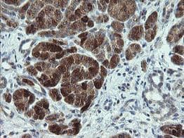 Immunohistochemistry-Paraffin- p15INK4b/CDKN2B Antibody (OTI3B6) -  Human pancreas tissue within the normal limits using anti-CDKN2B mouse monoclonal antibody. (Heat-induced epitope retrieval by 10mM citric buffer, pH6.0100 C for 10min.