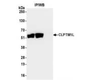 Whole cell lysate (1 mg perIP; 5% of IP loaded) from MCF-7 cells prepared using NETNlysis buffer. Antibodies: Affinity purified rabbit antiCLPTM1L antibody used for IP at 6 µgper reaction. CLPTM1L was also immunoprecipitated by asecond antibody against a different epitope of CLPTM1L(BL23465). For blotting immunoprecipitated CLPTM1L,was used at 0.04 µg/ml. Detection:Chemiluminescence with an exposure time of 30 seconds.