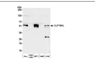 Whole cell lysate (25 µg) from HeLa, RPMI-8226, MCF-7,GaMG, and A-549 cells prepared using NETN lysis buffer.Antibody: Affinity purified rabbit anti-CLPTM1L antibody used for WB at 0.1 µg/ml. Detection:Chemiluminescence with an exposure time of 30 seconds.